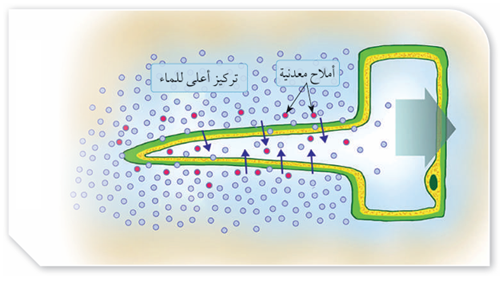 ينتقل الماء من التربة إلى الشعيرات الجذرية بالخاصية الأسموزية